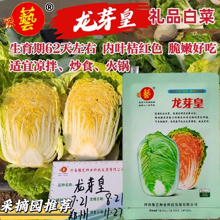 豫艺龙芽皇白菜种子桔红心特大白菜种子秋季抗病优质蔬菜种籽
