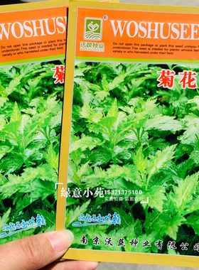 南京特色野菜种子菊花叶菊花脑种籽多年生野生菜四季耐热耐旱春秋
