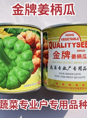 云南特产姜柄瓜种籽 早熟嫩南瓜柿饼状姜饼南瓜种孑 特色品种菜园