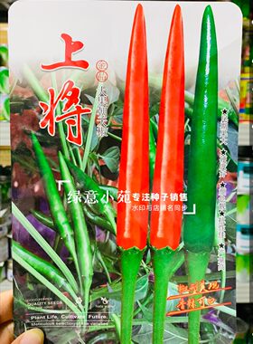 新品种上将朝天辣椒种子大果型朝天椒种籽孑青红两用辣度高硬度好