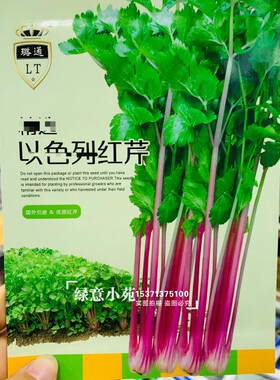正品精选红芹菜种子粉红色芹菜种籽春秋茬蔬菜种孑阳台盆栽小菜园