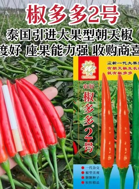 正品原包装椒多多2号朝天椒种子