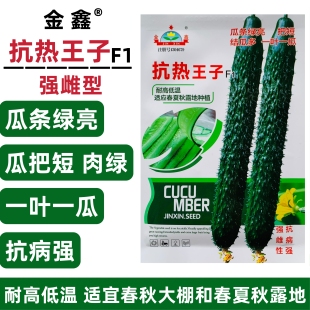 抗热王子黄瓜种子强雌油亮黄瓜种子绿肉春夏秋耐热高产刺黄瓜种籽