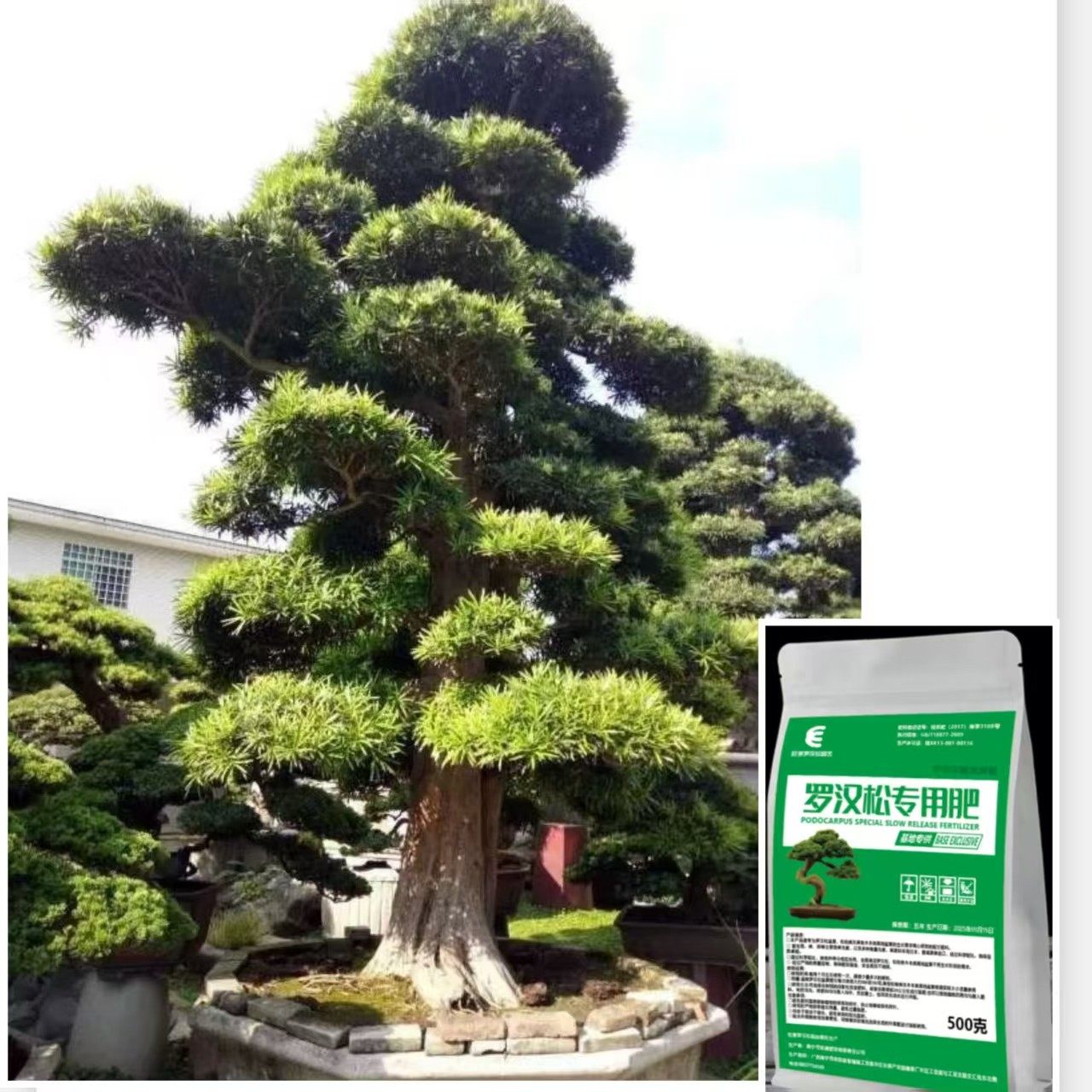 旺景罗汉松专用肥进口原料不烧根种植方法家庭园艺肥料环保,鲜花速递/花卉仿真/绿植园艺,家庭园艺肥料,淘宝优惠券,粉丝福利购,淘宝优惠卷