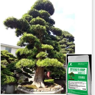 旺景罗汉松专用肥进口原料不烧根种植方法家庭园艺肥料环保