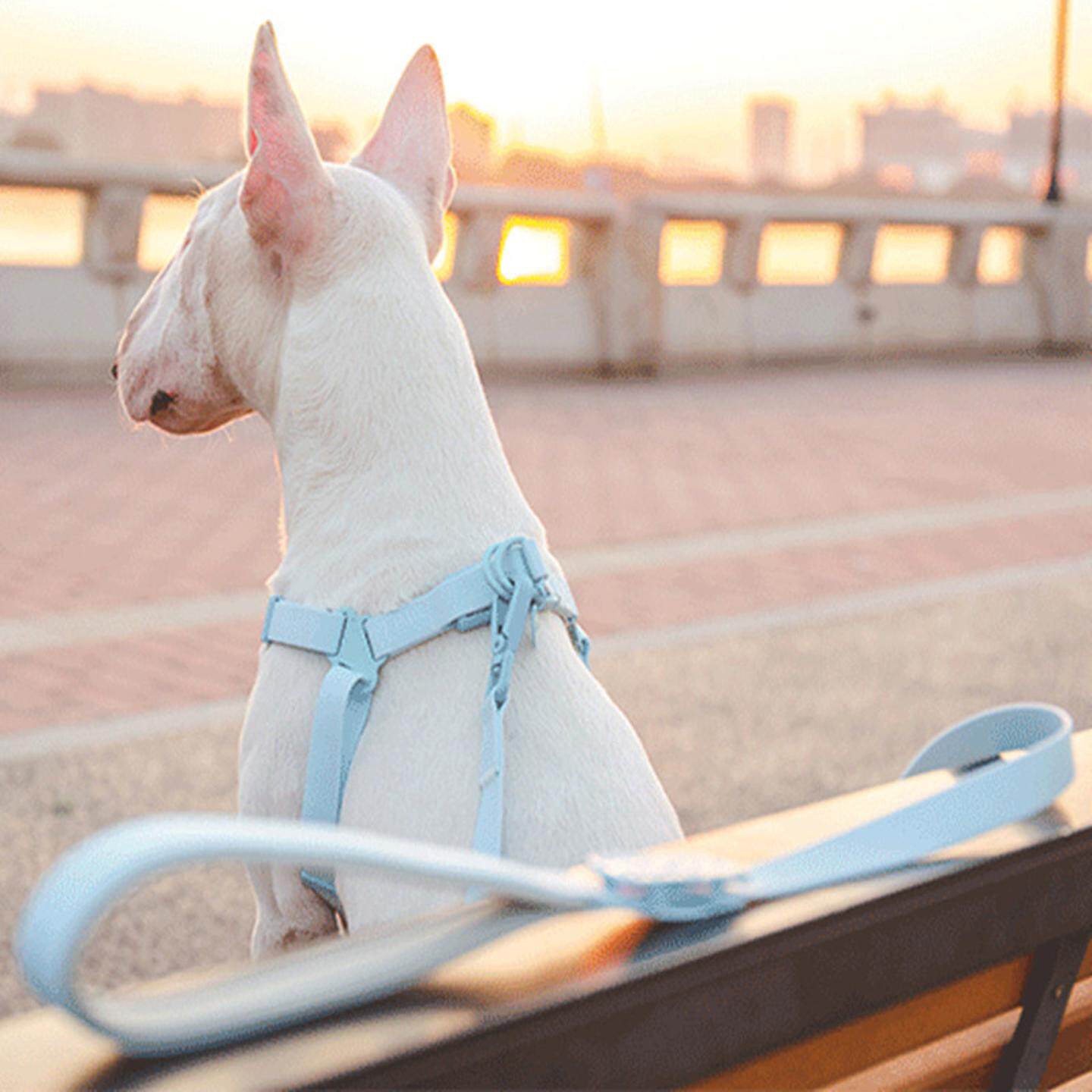 Touchdog它它狗狗牵引绳果冻色PVC胸背脖圈防水宠物用品