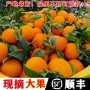 四川爱媛38果冻橙大果甜橙橙子新鲜水果红美人橘伯乐柑橘橘子礼盒