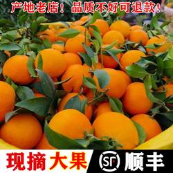 四川爱媛38果冻橙大果甜橙橙子新鲜水果红美人橘伯乐柑橘橘子礼盒