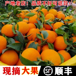 四川爱媛38果冻橙大果甜橙橙子新鲜水果红美人橘伯乐柑橘橘子礼盒