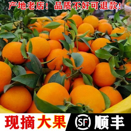 四川爱媛38果冻橙大果甜橙橙子新鲜水果红美人橘伯乐柑橘橘子礼盒