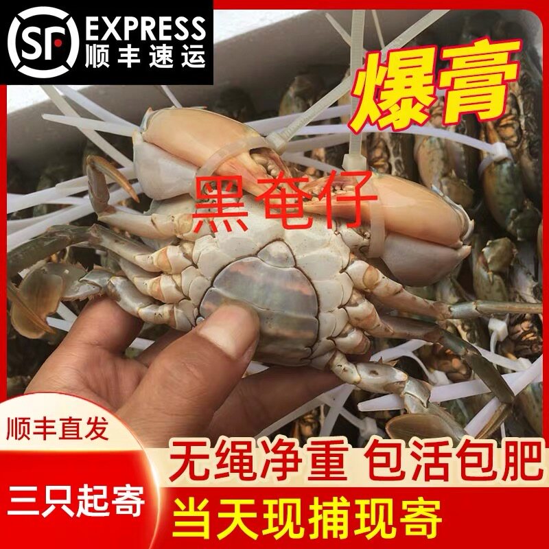 湛江野生青蟹黑奄母蟹奄仔蟹重壳蟹单只装3两以上，3只顺丰包邮