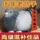 五年老鸽子活物一对肉鸽散养落地土鸽鸽子孕妇月子滋补煲汤种鸽