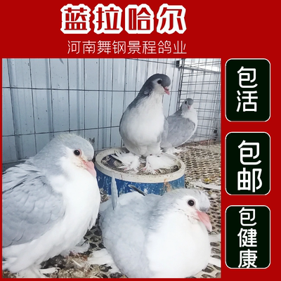 蓝拉哈尔观赏鸽纯种活体观赏鸽子宠物鸽幼鸽 种鸽 一对包邮包活