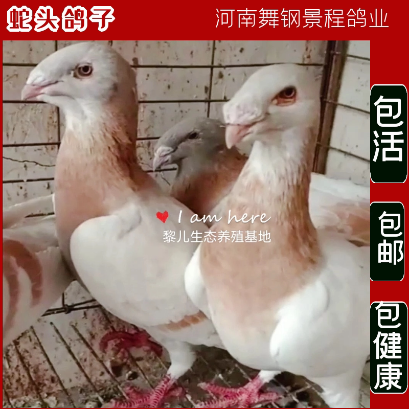 黄杠马头鸽子精品头型鸽精品观赏鸽活体种鸽一对宠物鸽信鸽元宝鸽