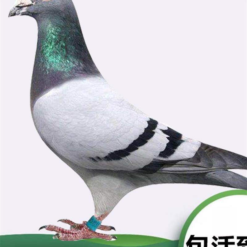 鸽子活一对信鸽种鸽赛鸽公棚鸽蛋观赏鸽幼鸽红狐小鸽子纯正血统鸽 - 实物图