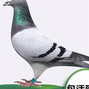 鸽子活一对信鸽种鸽赛鸽公棚鸽蛋观赏鸽幼鸽红狐小鸽子纯正血统鸽