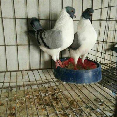 活体三色摩登那鸽子观赏鸽肉鸽摩登那种鸽散养宠物鸽摩登种鸽一对