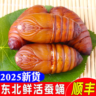 东北特产柞蚕蛹新鲜大黄蚕蛹黄蚕蛹茧蛹蚕蛹鲜蝉蛹活大黑蚕蛹500g
