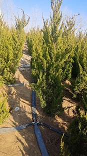 龙柏苗龙柏树苗小龙柏球蜀桧塔柏侧柏蜀块地柏宝塔松树苗四季长