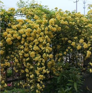 黄木香花苗爬藤植物庭院爬墙耐寒花卉浓香四季红木香藤本月季盆栽