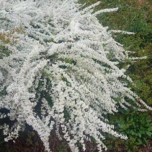 雪柳植物喷雪花苗盆栽绿植别墅耐寒珍珠梅庭院大苗雪柳叶树苗鲜枝