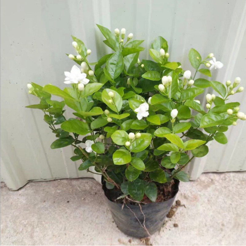 重瓣虎头白茉莉花苗室内盆栽双色茉莉花苗香味浓郁易成活花卉绿植
