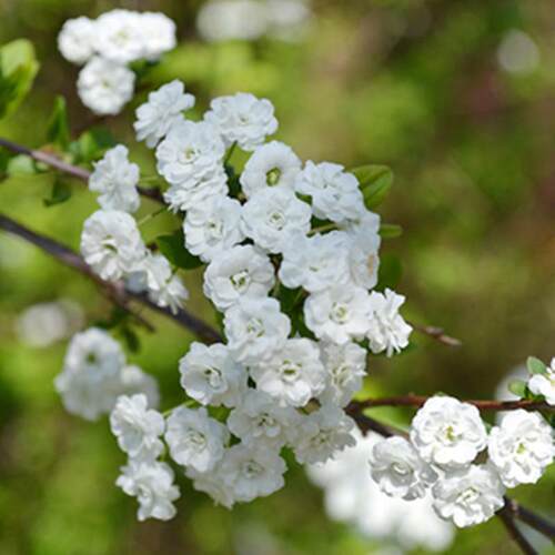 雪柳树苗重瓣喷雪花庭院盆栽地栽