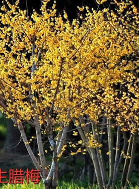 梅花树苗美化庭院阳台观赏