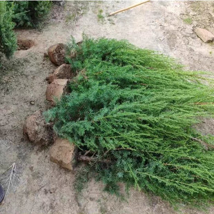 刺柏树苗 塔刺松 宝塔松 墓地塔松 绿化苗 刺柏苗 清明节塔松树苗