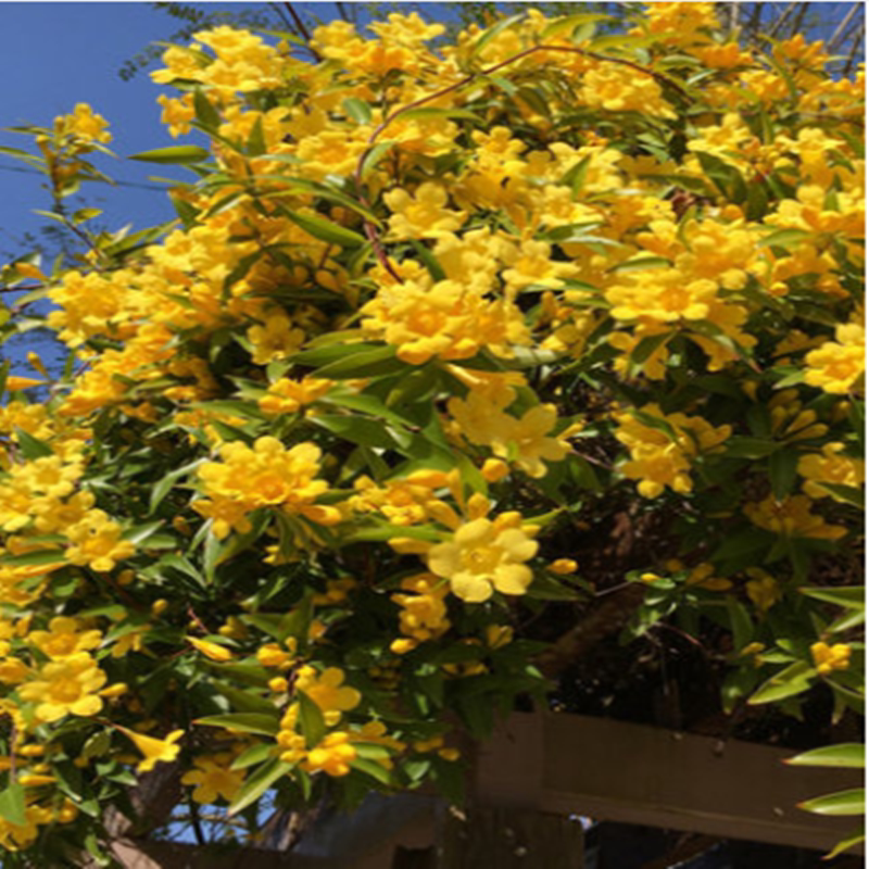 法国香水茉莉花苗爬藤植物耐寒盆栽阳台庭院攀援花卉黄花茉莉浓香