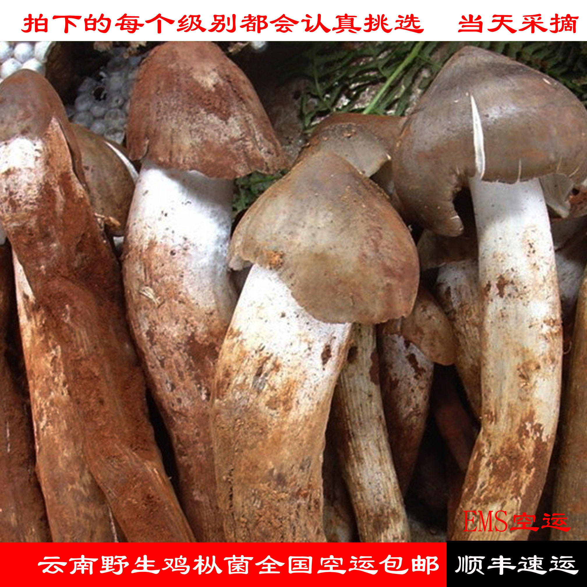 鸡枞菌云南野生新鲜鸡枞菌荔枝菌食用蘑菇火把鸡枞菇油炸鸡枞包邮
