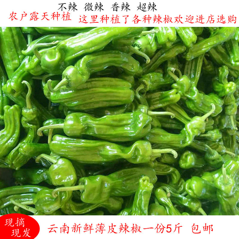薄皮辣椒云南新鲜特产蔬菜螺丝椒邹皮土辣椒二荆条小米椒超辣包邮