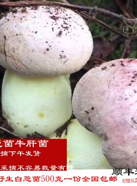 白牛肝菌见手青新鲜现货