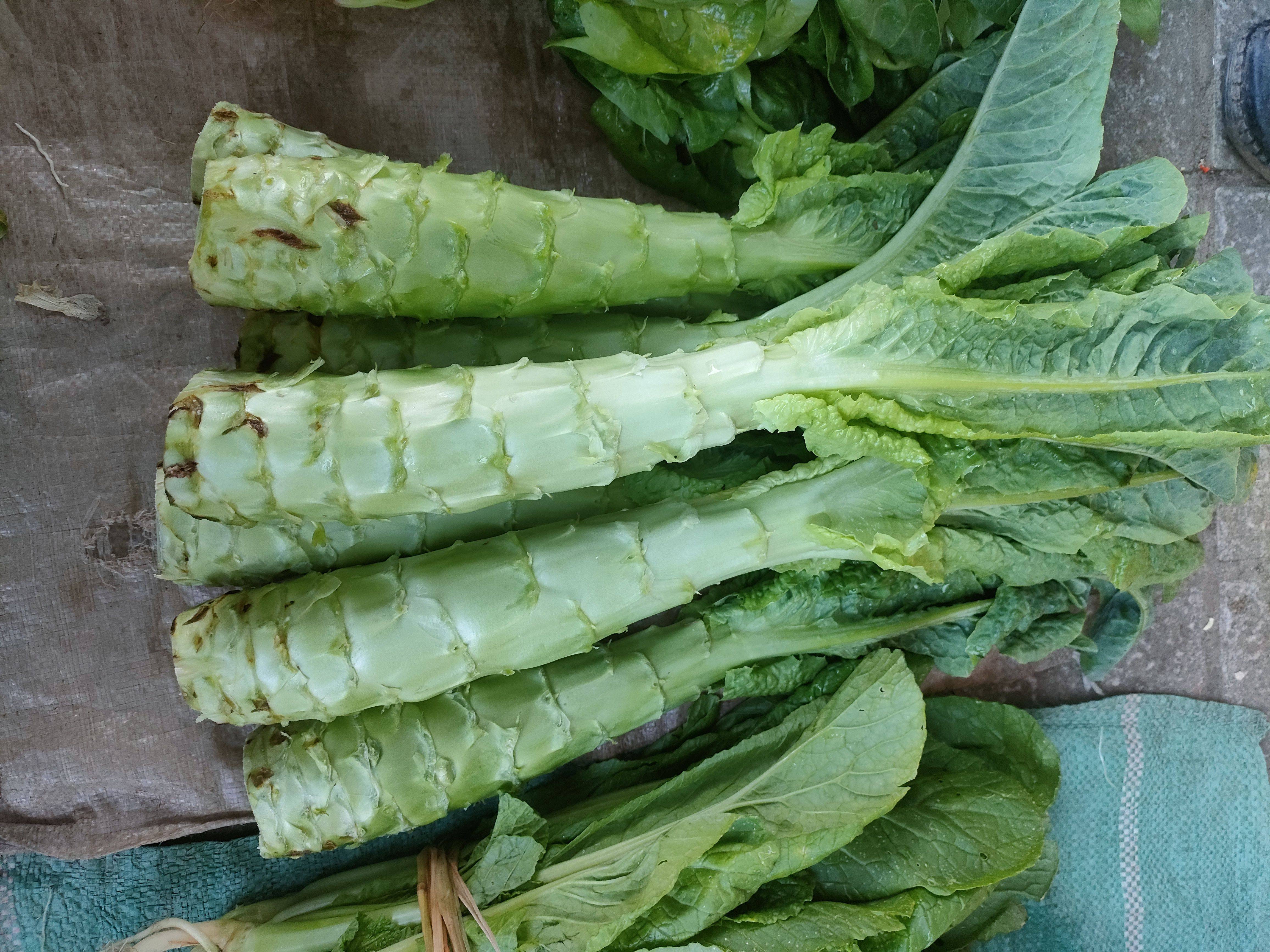 窝笋云南当季新鲜莴笋青皮笋紫叶莴苣现摘农户种植香笋2斤包邮