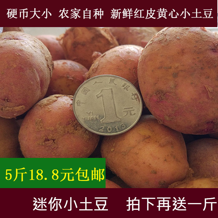 小土豆 云南红皮黄心新鲜土豆马铃薯洋芋农家自种现货包邮