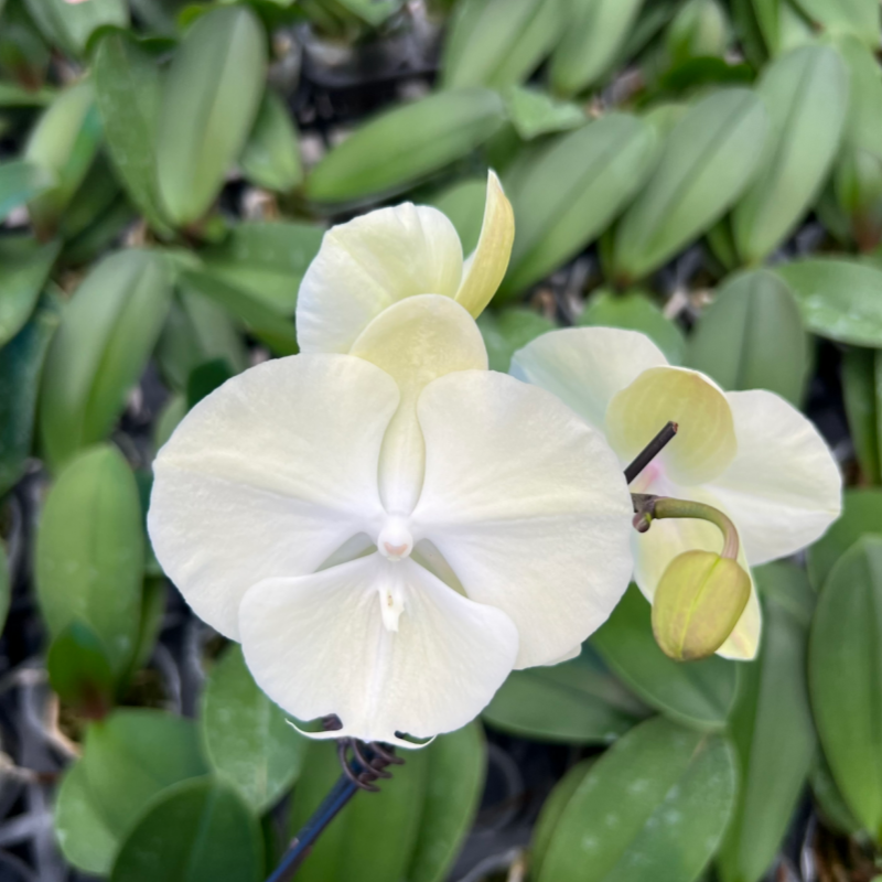 C区【红火蚁1152-13】仙气白色系蝴蝶兰【只是苗】没香味,鲜花速递/花卉仿真/绿植园艺,国兰/杂交兰/洋兰类,淘宝优惠券,粉丝福利购,淘宝优惠卷