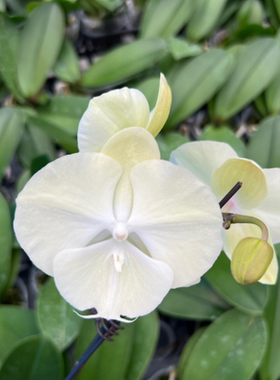 C区【红火蚁1152-13】仙气白色系蝴蝶兰【只是苗】没香味