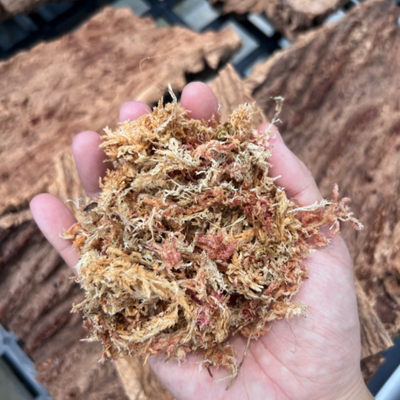 【智利白草】蝴蝶兰兰花热植种植基质兰花植料智利水苔