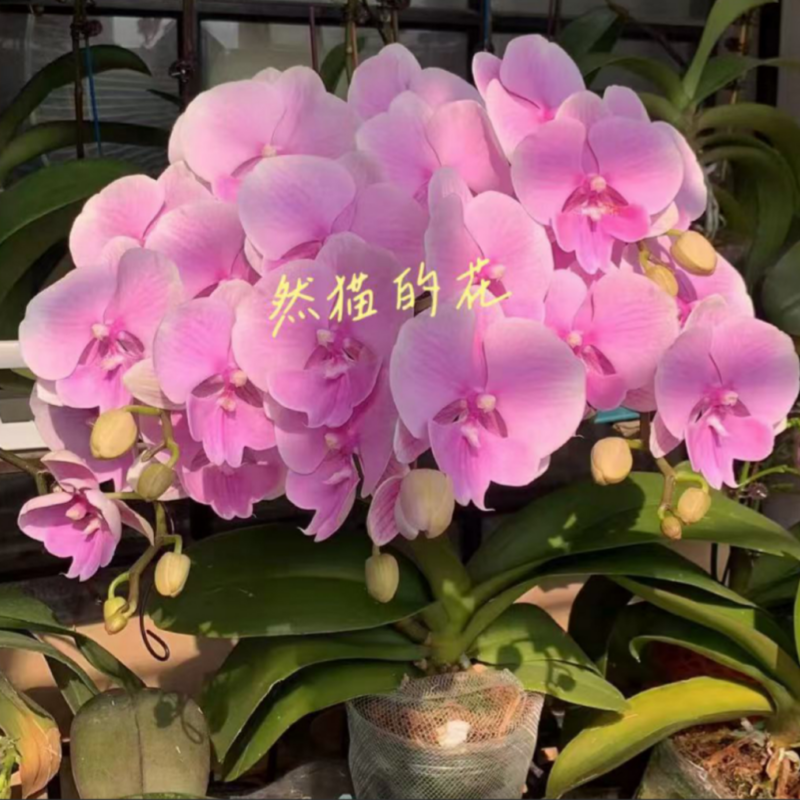 【粉樱】2.5-3.5 寸粉色系蝴蝶兰