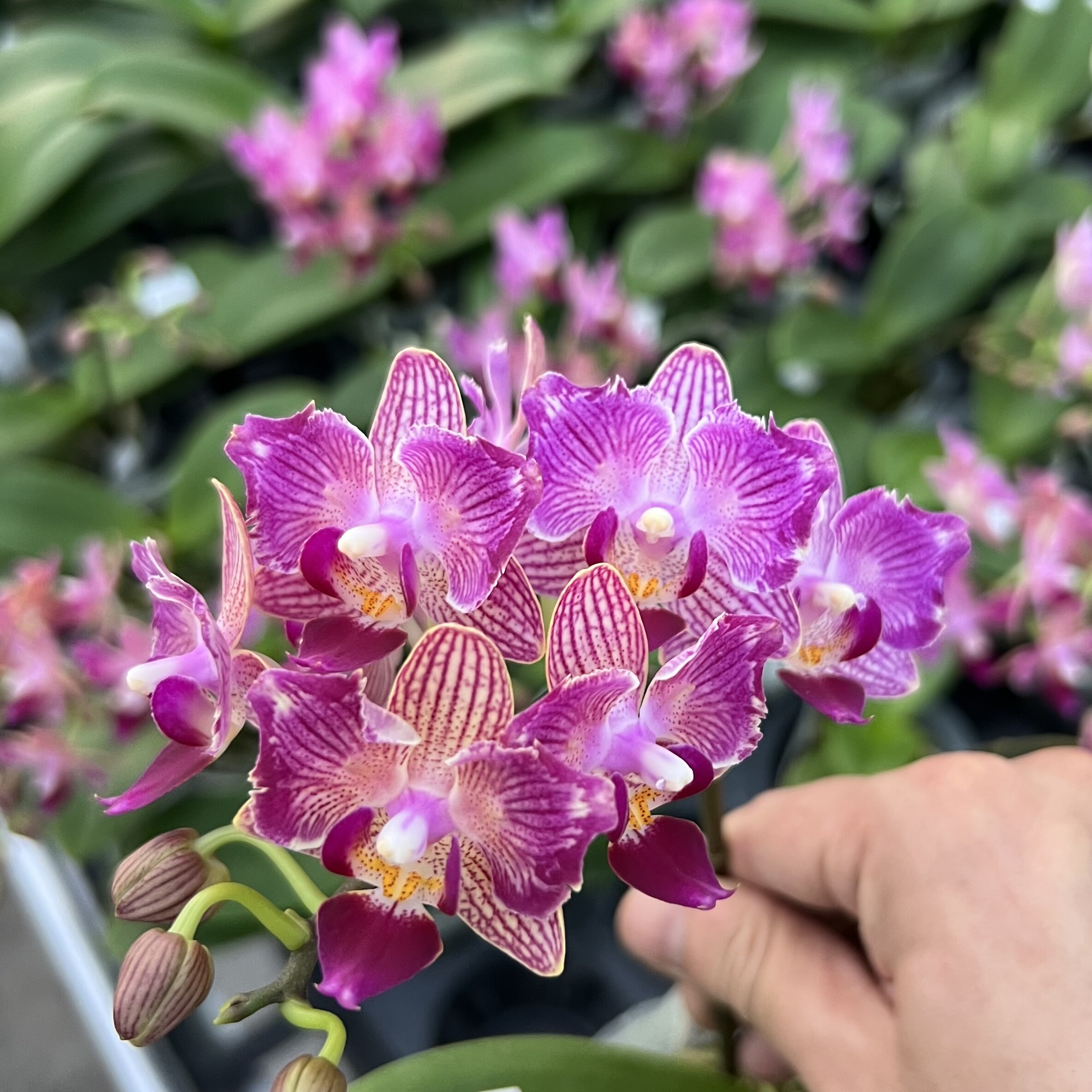 【美琪粉红鼠】湾湾原杯2.5寸（苗）有几率返祖、变异