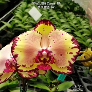 【美琪皇冠 '16'】湾湾原杯2.5寸有几率返祖，根少