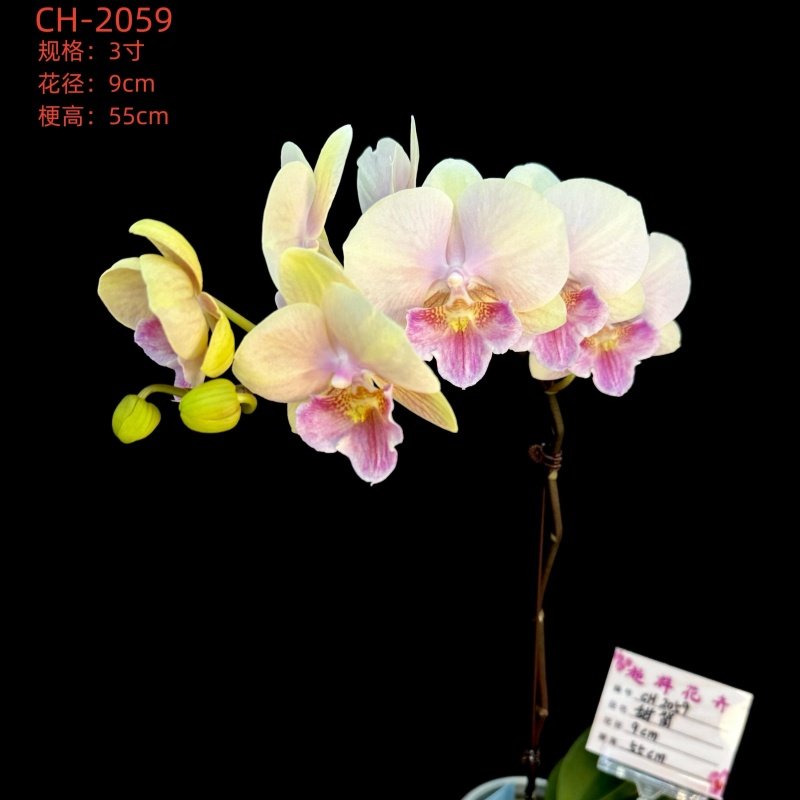 【超群甜筒】CH-2059 甜美黄粉色系蝴蝶兰,鲜花速递/花卉仿真/绿植园艺,国兰/杂交兰/洋兰类,淘宝优惠券,粉丝福利购,淘宝优惠卷