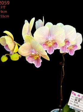 【超群甜筒】CH-2059 蝴蝶兰