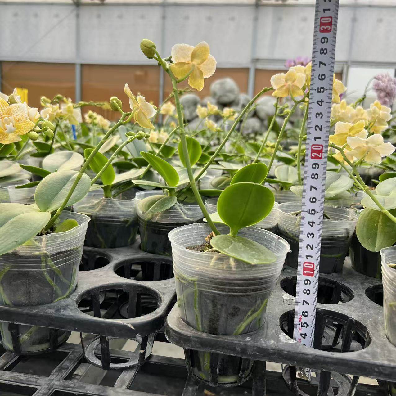 【雅风黄金豹】3.0寸蝴蝶兰碳棉种植，小叶子,鲜花速递/花卉仿真/绿植园艺,国兰/杂交兰/洋兰类,淘宝优惠券,粉丝福利购,淘宝优惠卷