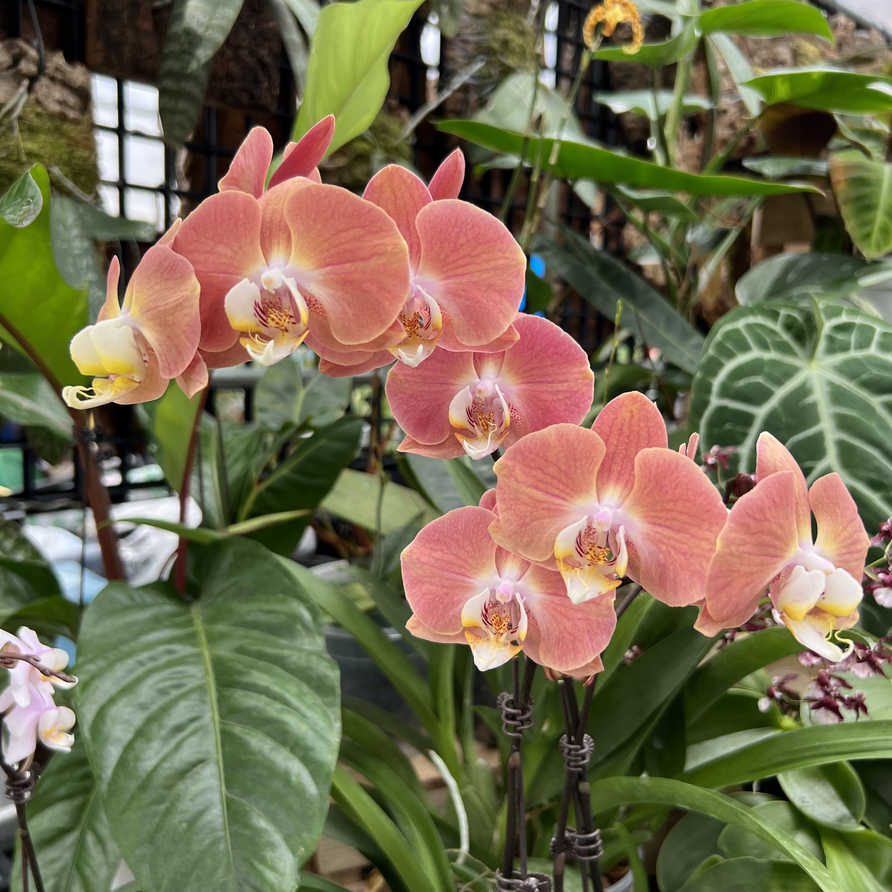 【三文鱼】3.0寸刚出花剑苗（外圈无根系）