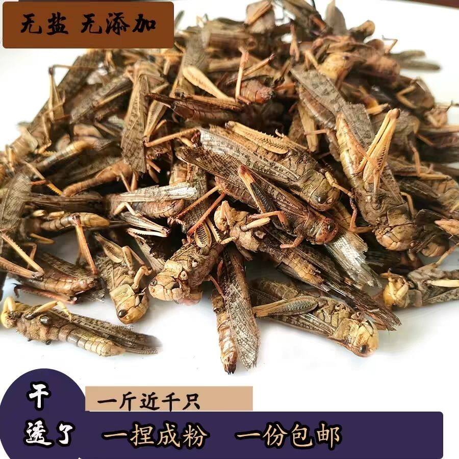 优选无盐干蚂蚱干货高蛋白批发烘干无盐干蝗虫干蚱蜢干鸟食饲料