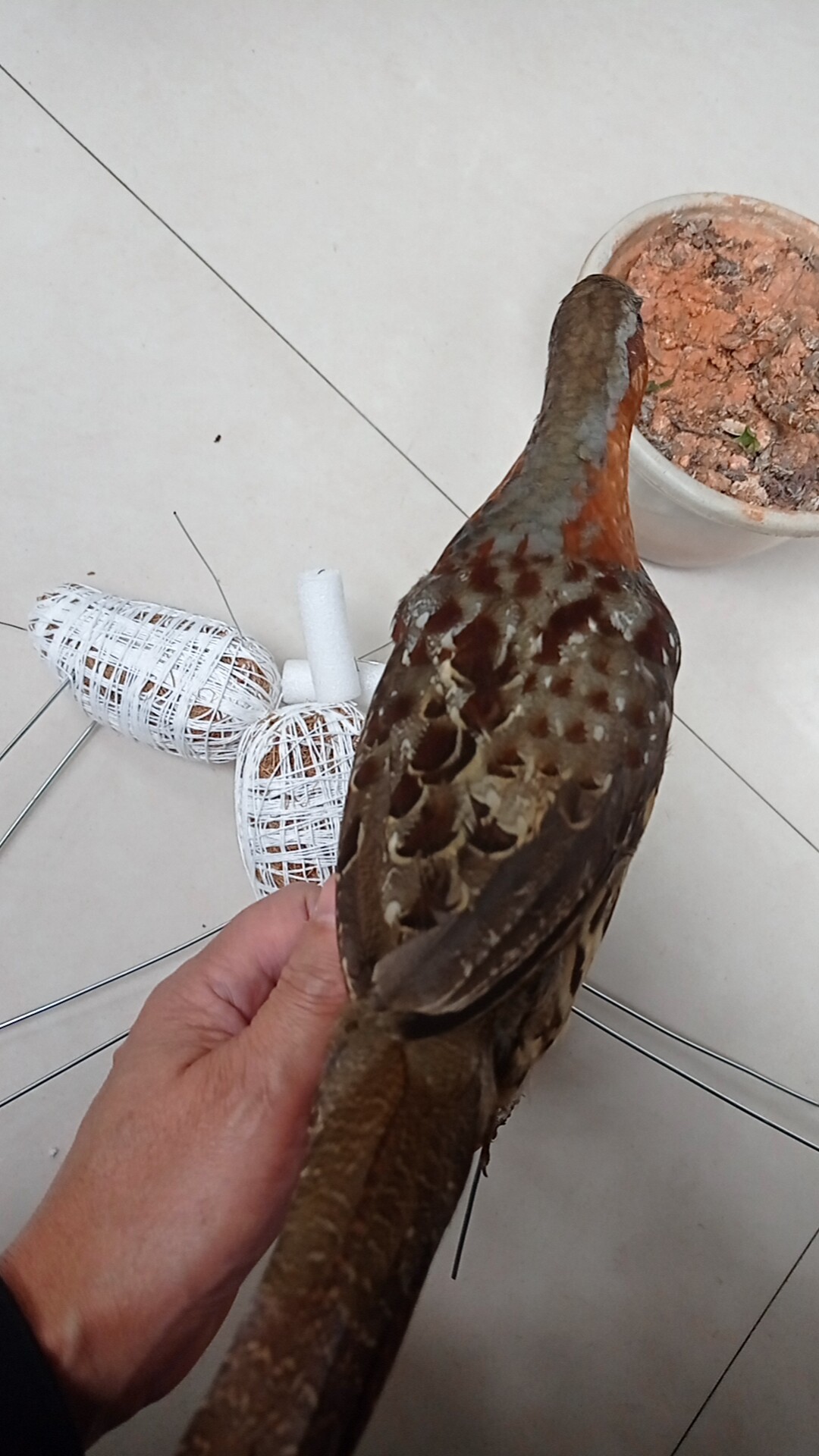 传统工艺羽毛  竹鸡模型 羽绒材料 仿生假竹鸡   制作假体