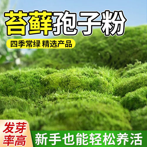 苔藓孢子粉吸水石假山盆景青苔鲜