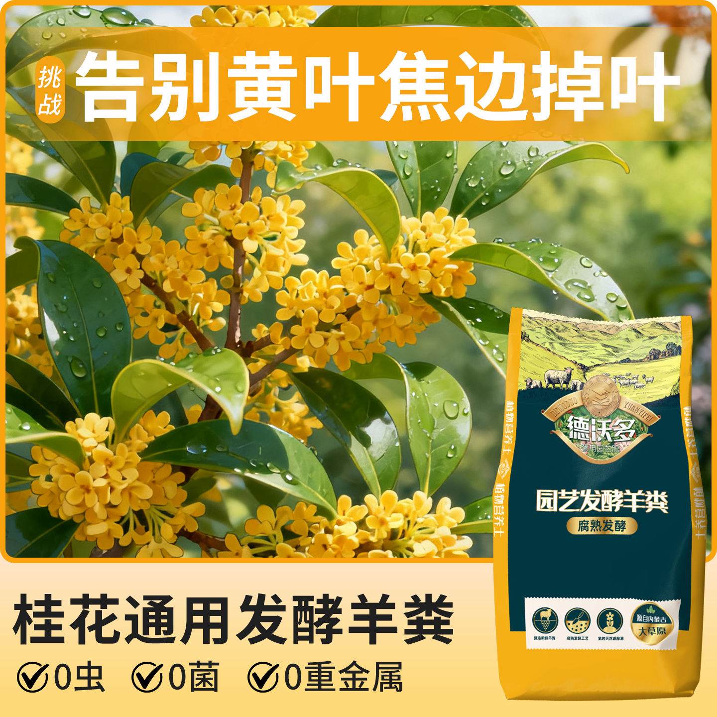 桂花发酵羊粪｜叶片油亮香飘十里