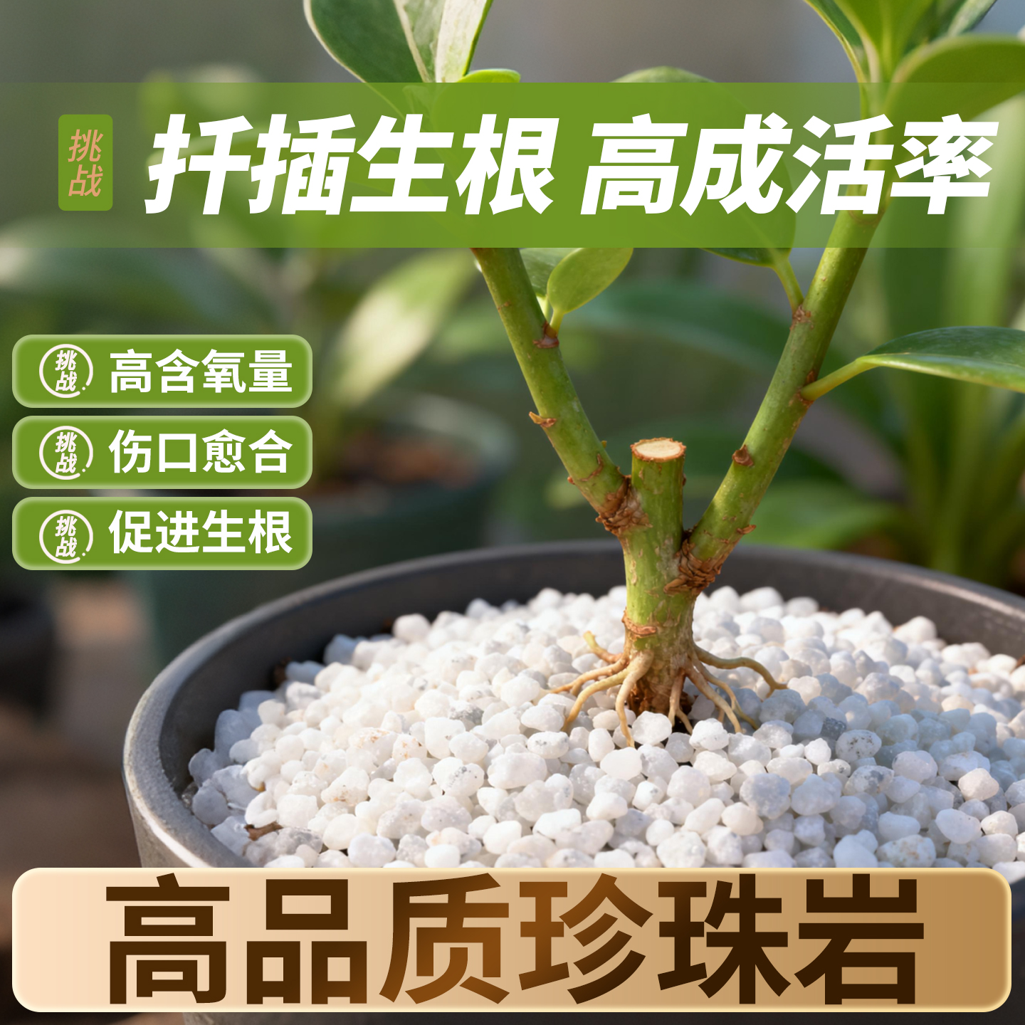扦插不黑腐|生根快专用珍珠岩